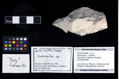 Foto (Objekt + Etikett) von Eodromites sp.  (NHMW-GEO-2014-0194-0998)